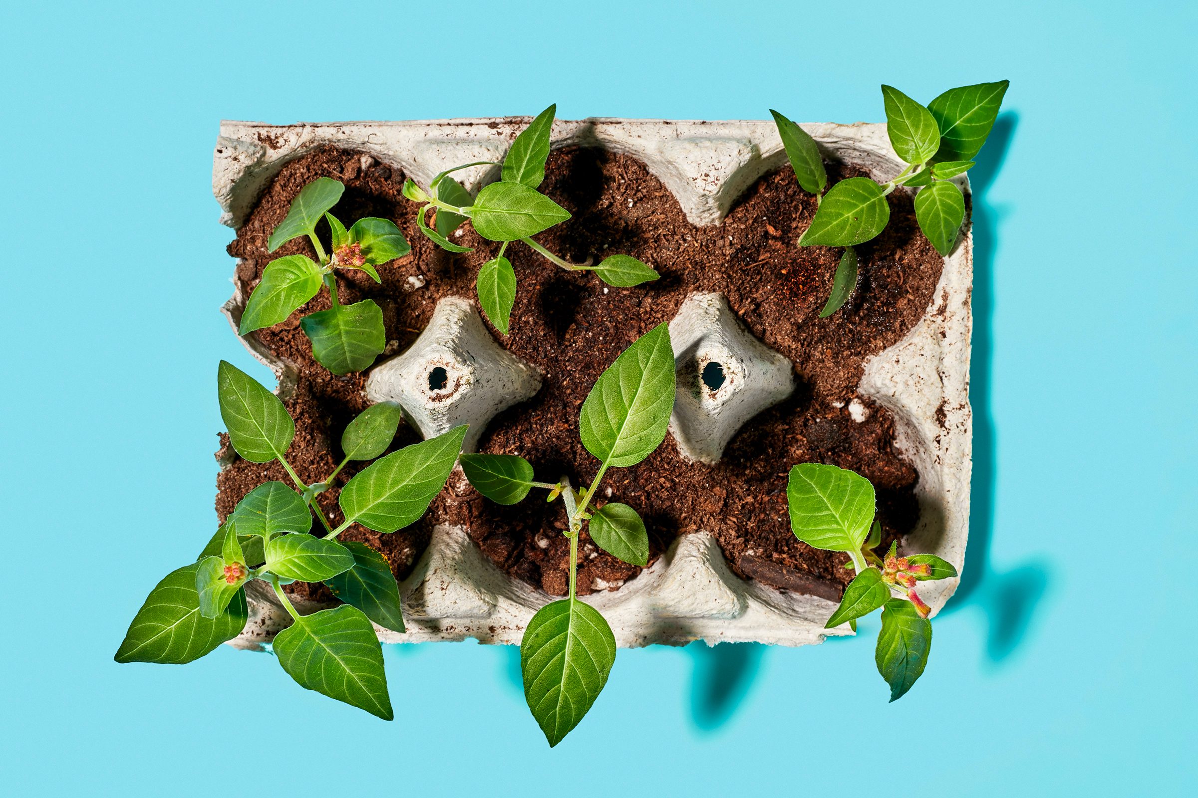 Sprouts growing in an egg carton