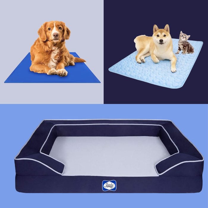 5 Best Cooling Dog Beds That Help Your Pup Beat The Heat
