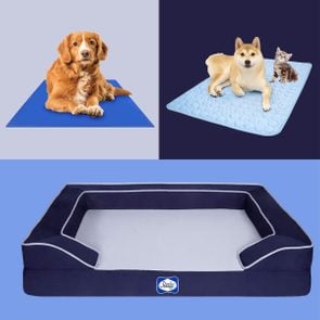 5 Best Cooling Dog Beds That Help Your Pup Beat The Heat