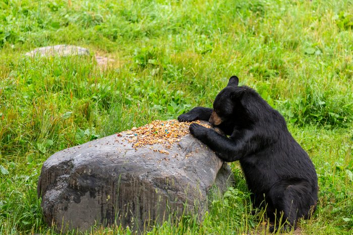 Black Bear in a refuge during summer eating food from a rock