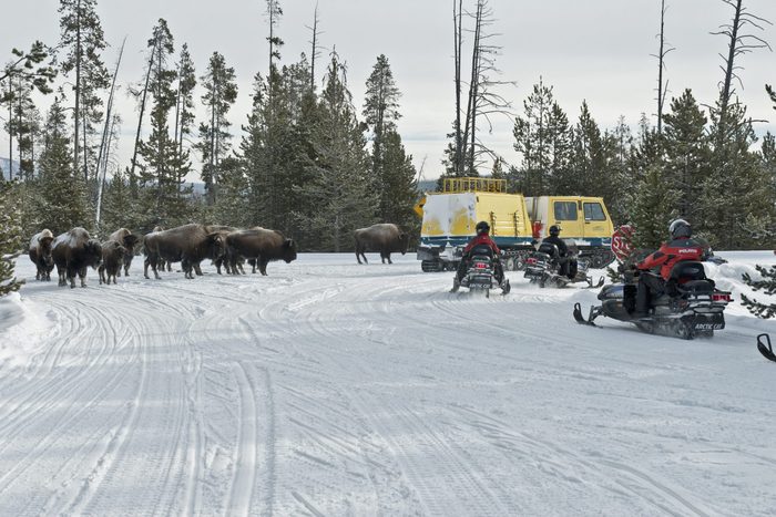 Bison & Snowmobiles, Winter, Yellowstone NP