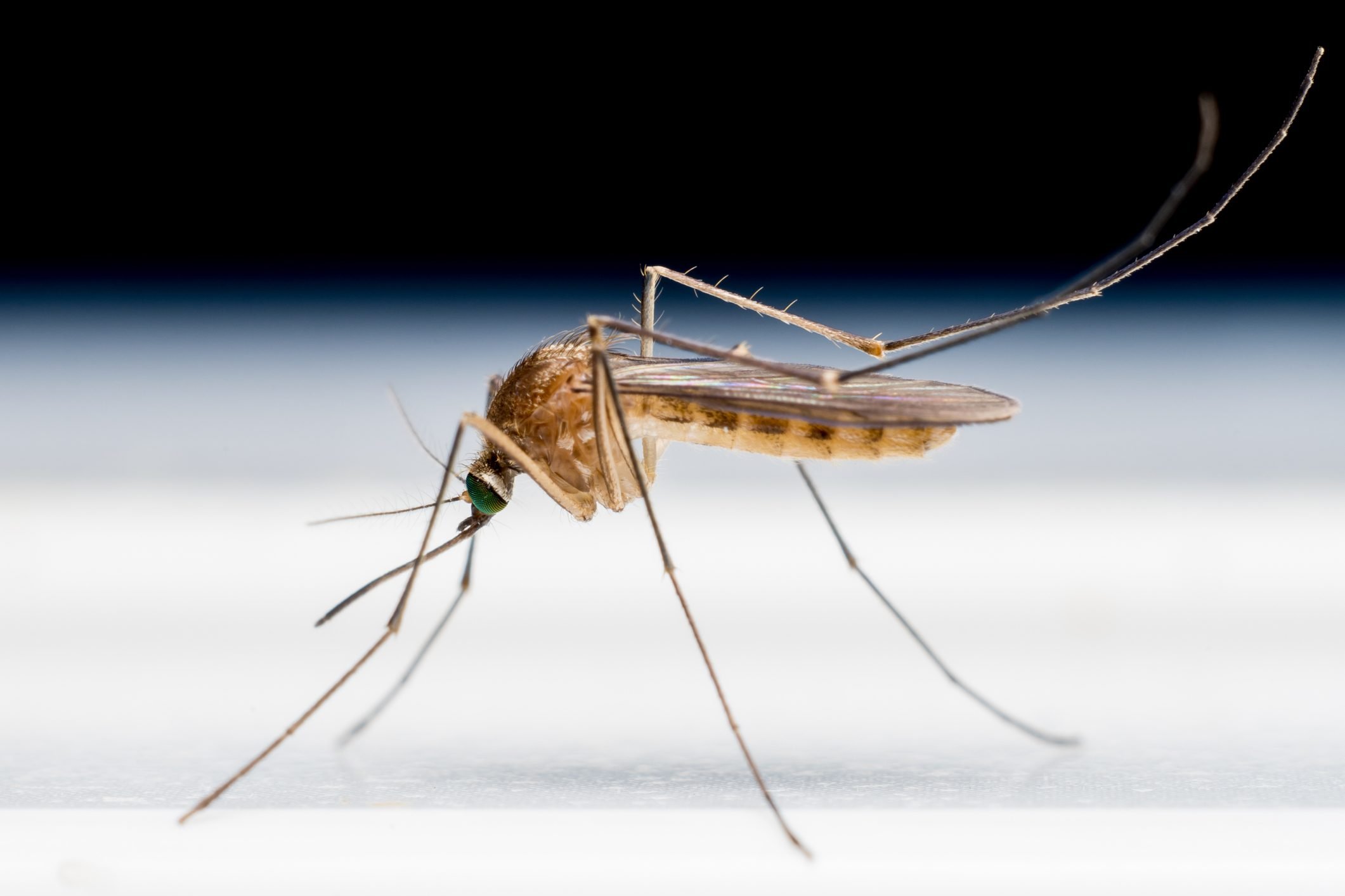 How Long Do Mosquitoes Live in Your House 