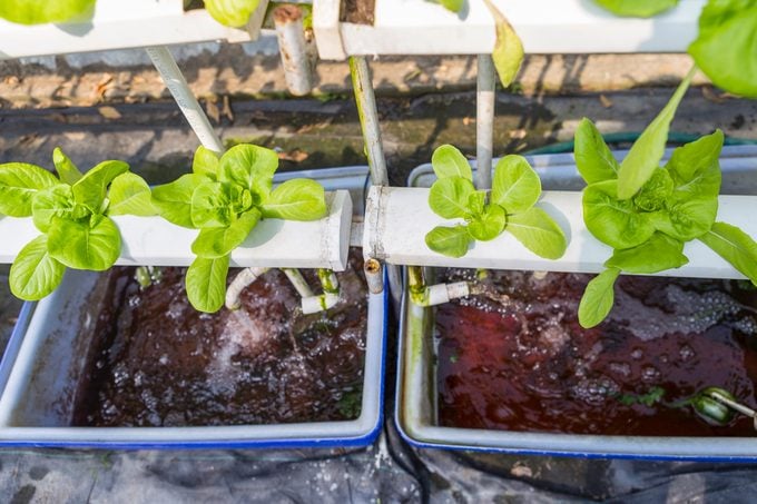 vegetable plants growing using a Hydroponic ebb and flow system