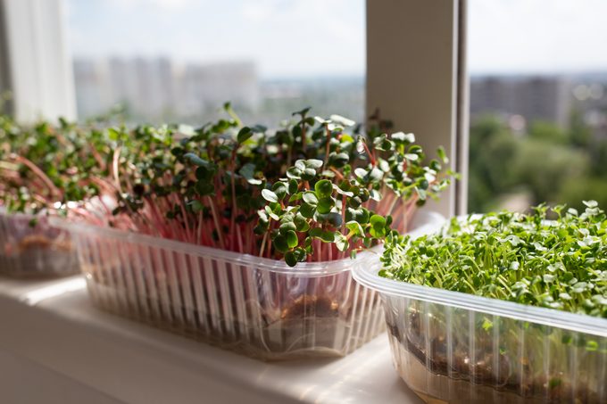 fresh microgreens growing on a windowsill overlooking the city