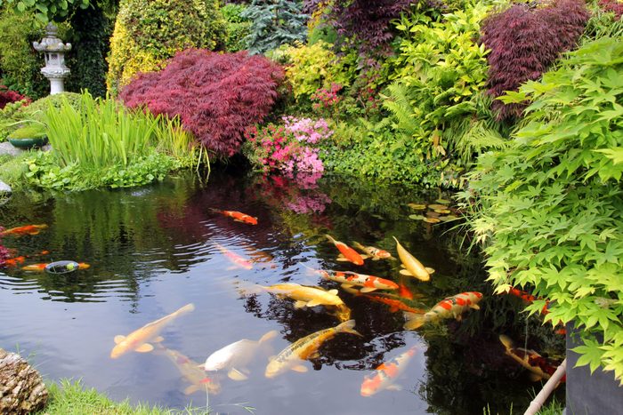 Japanese garden with koi fish