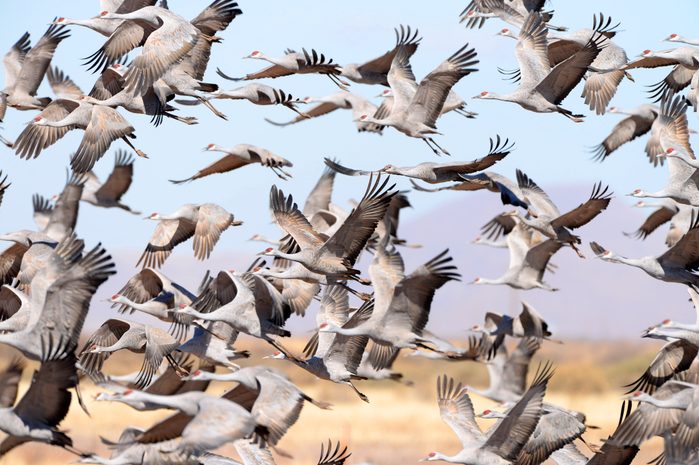 large flock of Sandhill Cranes in Flight