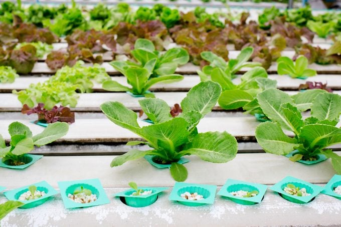 Organic hydroponic vegetable garden in Thailand