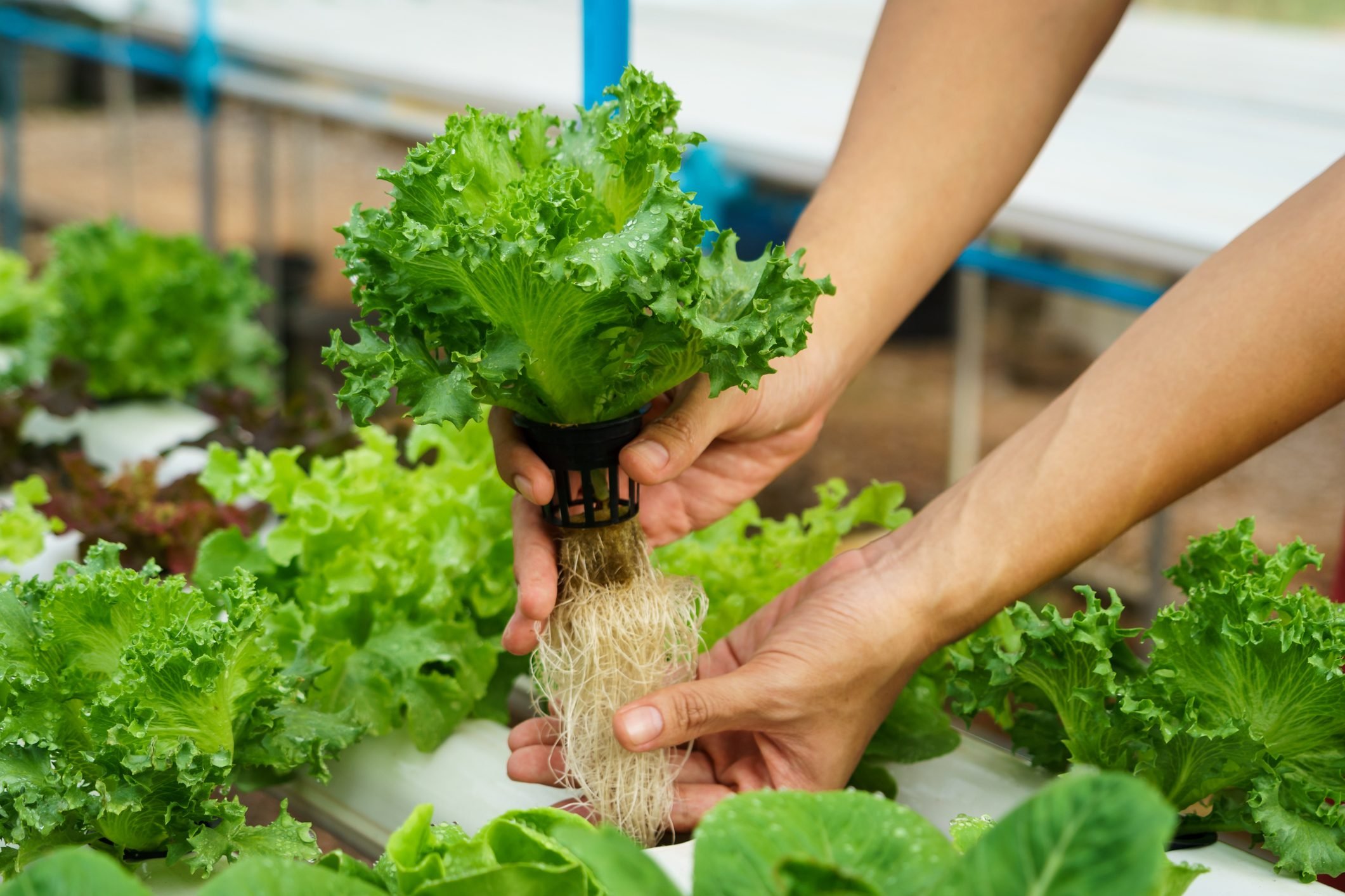 Grow Your Garden with Ease: The Benefits of Hydroponic Gardening