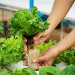 Hydroponic Garden: What It Is, How to Start, and Expert Tips