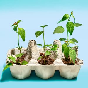 Grow Seedlings In Upcycled Egg Carton Us2207 Xx Ks 04 19 752