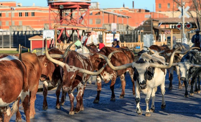 large cows with long horns walking down a street in Fort Worth Texas