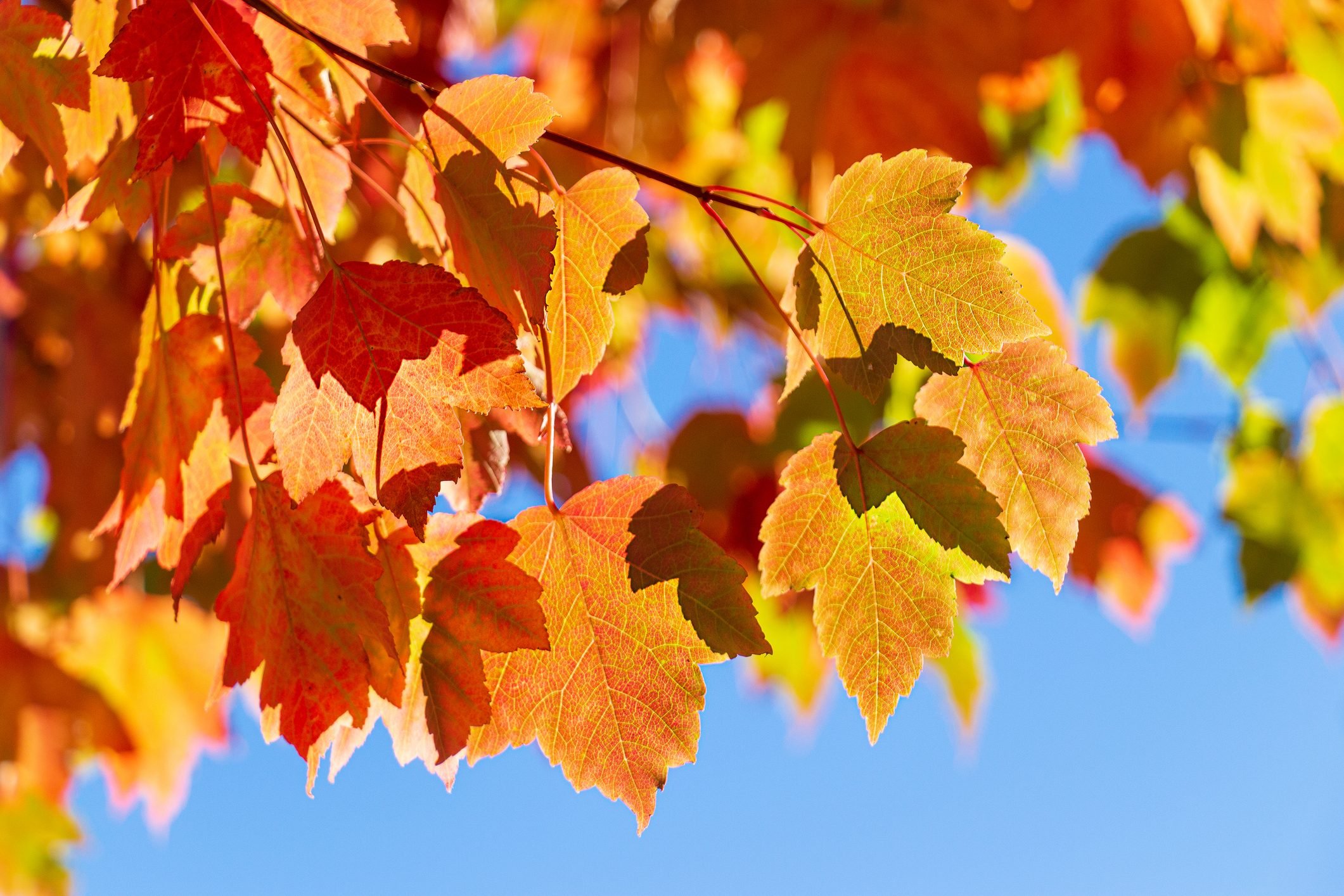 Autumn vs. Fall: Why Do Americans Say “Fall” Instead of “Autumn”?