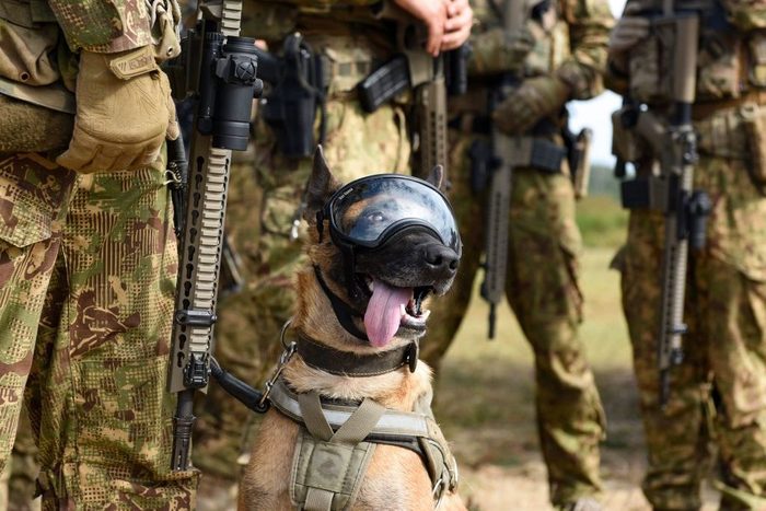 A service dog wearing protective glasses takes part in the Rapid Trident 2020 multinational military training exercise at the international peacekeeping security centre near Yavoriv, Ukraine
