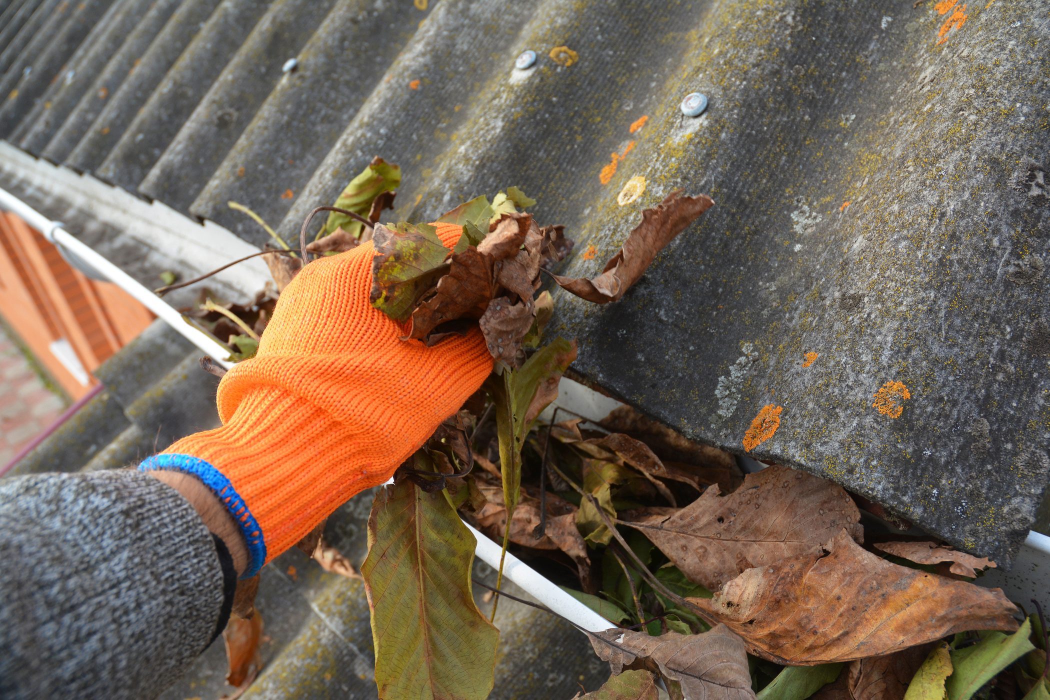 A man in gloves is cleaning a blocked rain gutter attached to the asbestos roof by removing fallen leaves, debris, dirt and moss to avoid roof gutter problems and water damage.