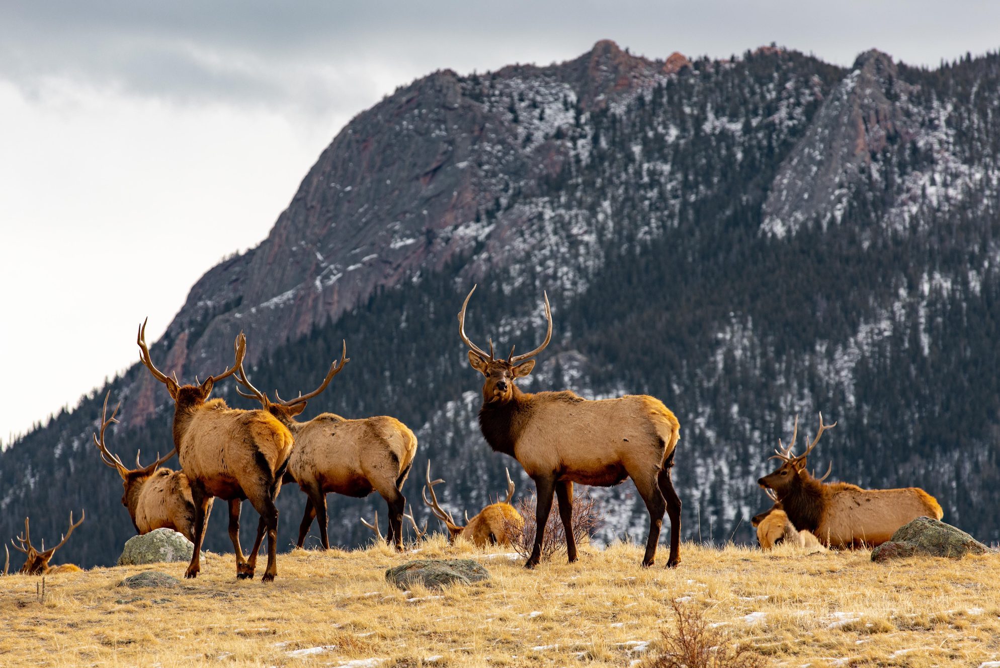 Side view of elk standing on mountain against sky,Estes Park,United States,USA