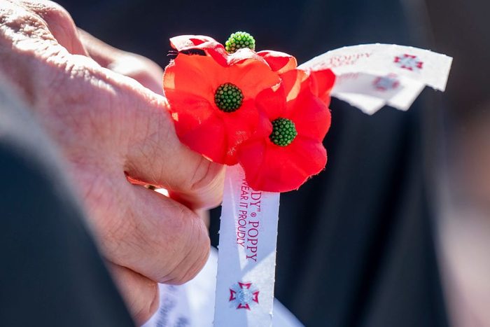 close up of a hand holding red paper poppies for a US Veterans Day celebration