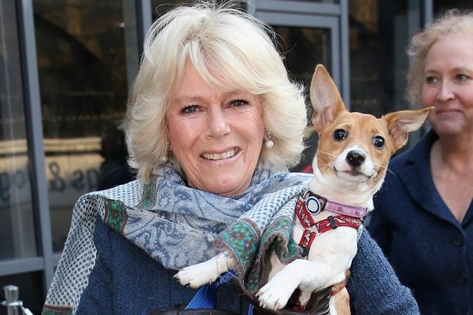 La duchesse de Cornouailles visite la maison des chats et des chiens de Battersea