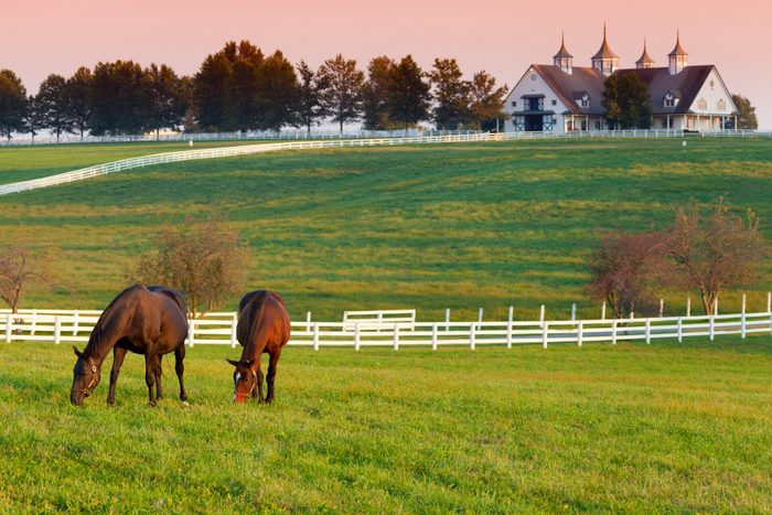 Horses grazing in the pasture at a horse farm in Kentucky