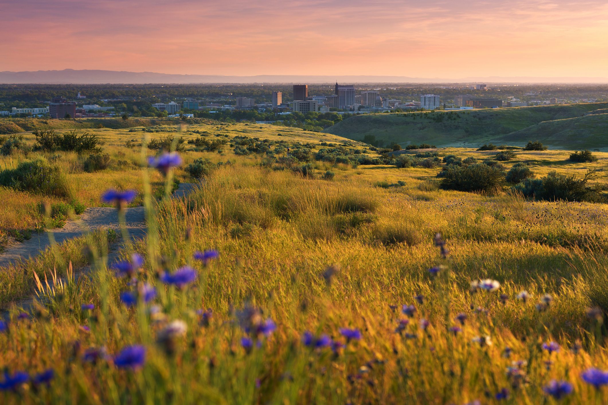 Boise Idaho valley from surrounding foothills in spring framed by wildflowers, sunset view