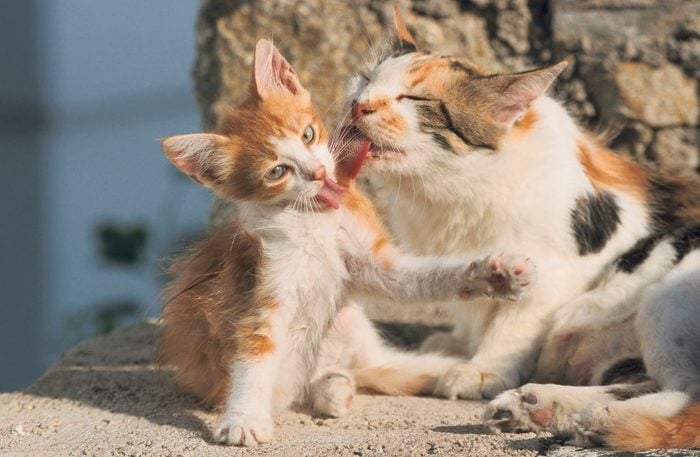 two cats licking each other