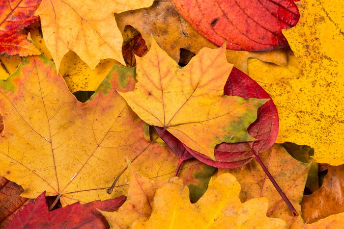 Beautiful yellow and red autumn leaves background texture