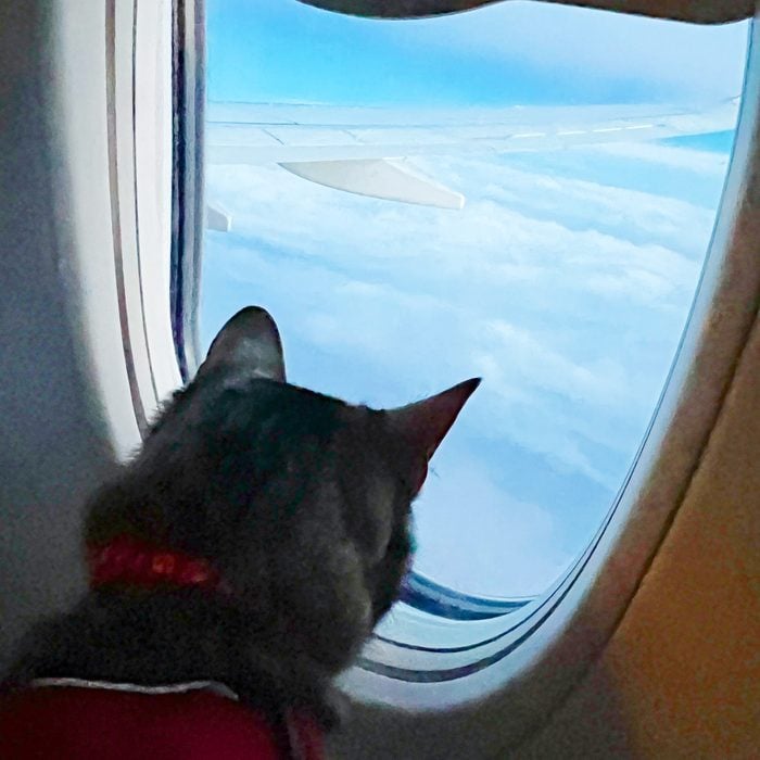 cat looking out the window of a plane