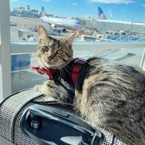 cat at the airport ready to travel on a plane