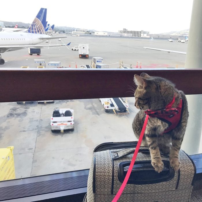 cat in the airport