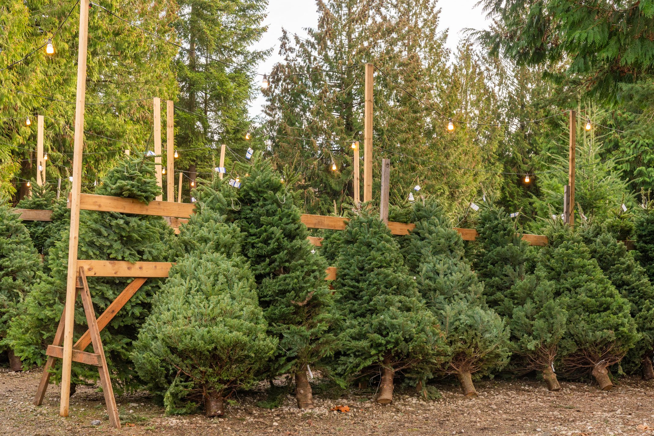 Christmas Tree Prices Are Going Up in 2022—Here's Why & How to Save