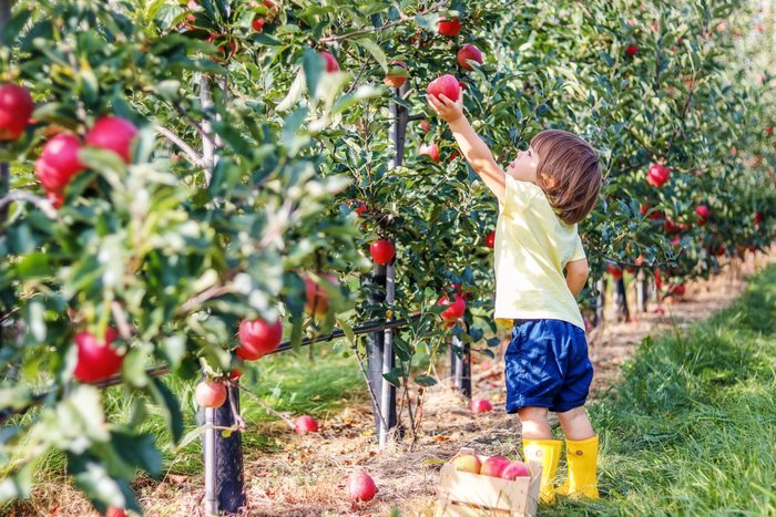 Little toddler boy picking an apple from an apple tree at a u pick apple farm