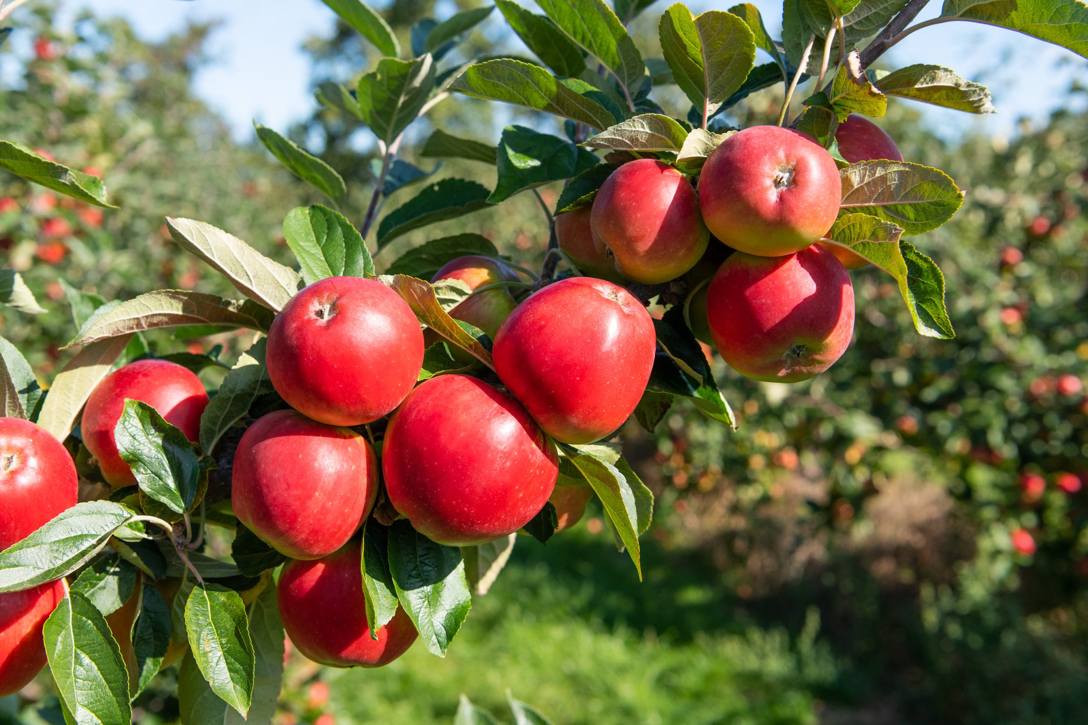 red apples growing on a tree