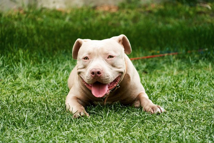 American pit bull dog, sits down in the grass, lies down.