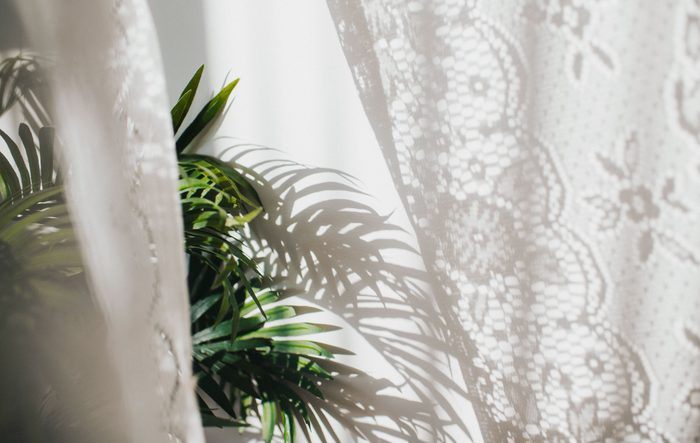 House plants and shadows behind lace curtain