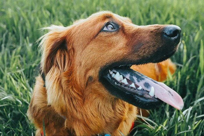 Happy Dog panting while sitting in vibrant green grass
