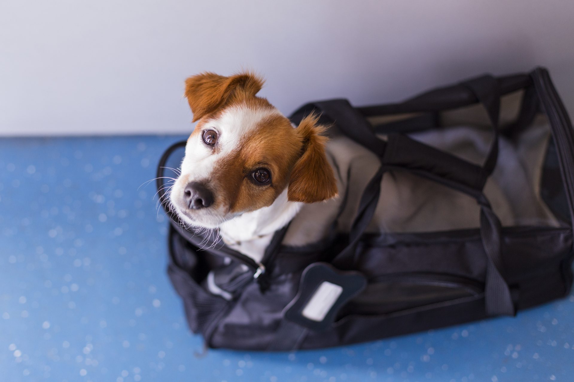 Flying with Dogs: 26 Things to Know Before Flying with a Dog