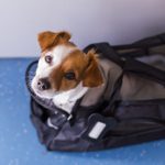 Flying with Dogs: 26 Things to Know Before Taking Your Pup on a Plane
