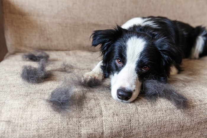 cute border collie dog with fur in moulting lying down on couch