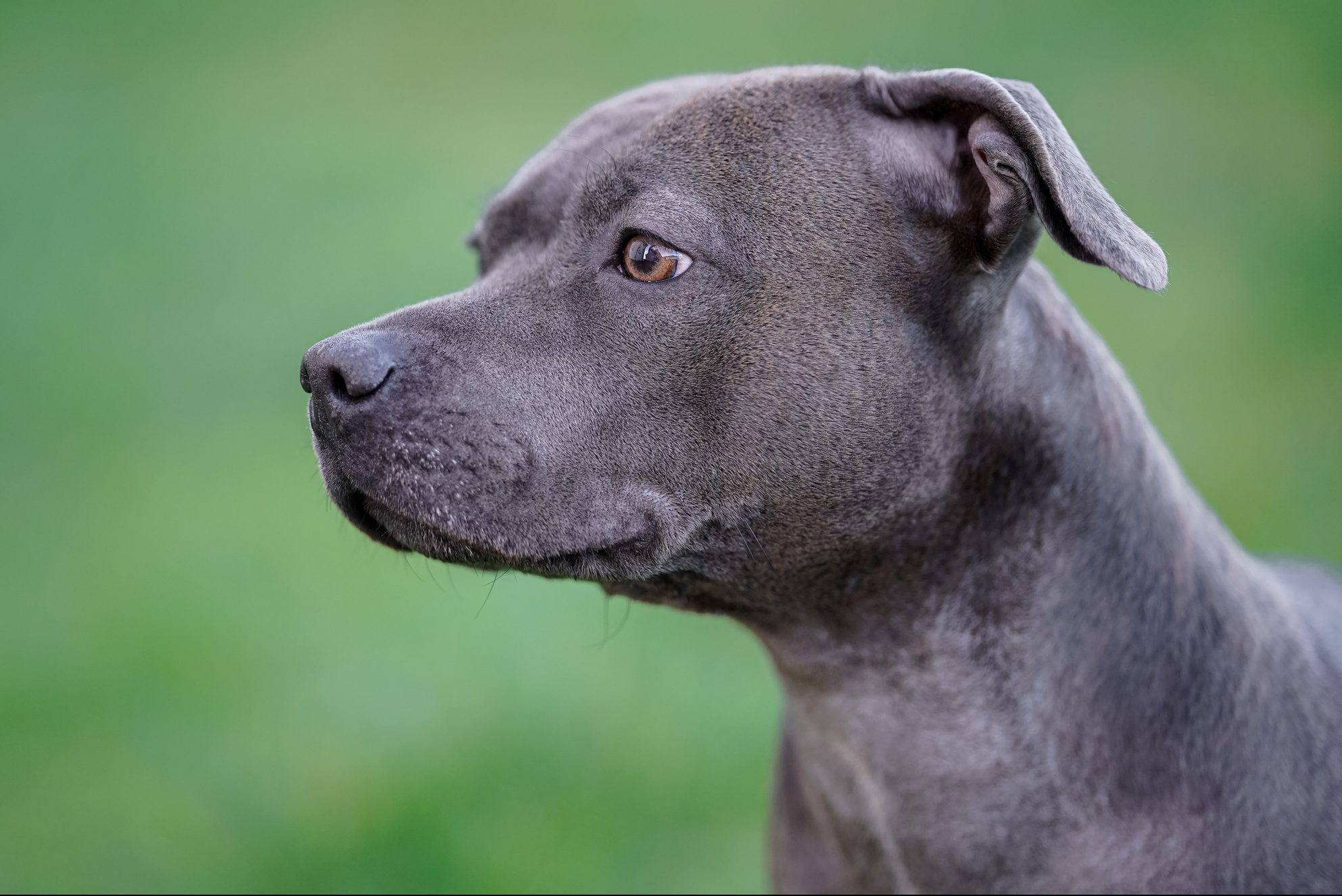Close-up of black pit bull terrier