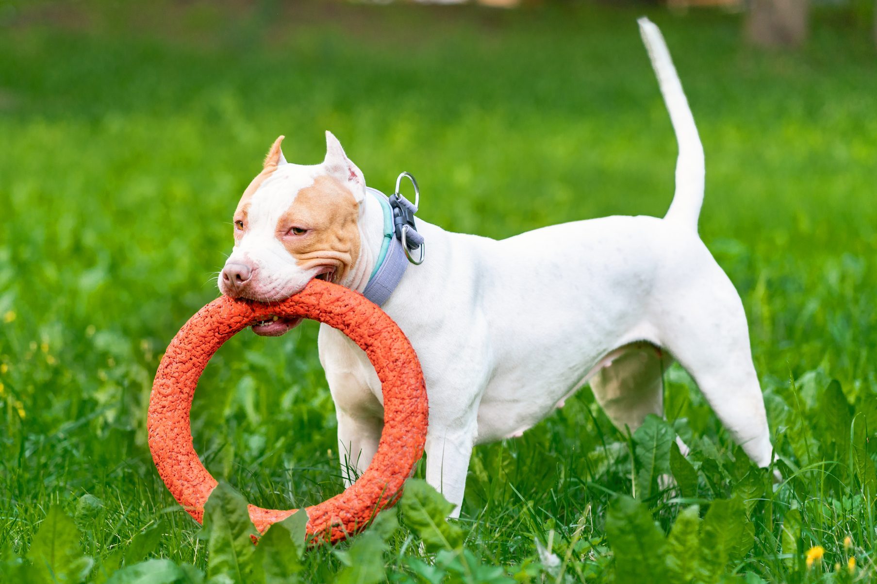 Lovely And Happy American Pitbull Terrier Puppy Running Across Meadow With Orange Hoop In Mouth