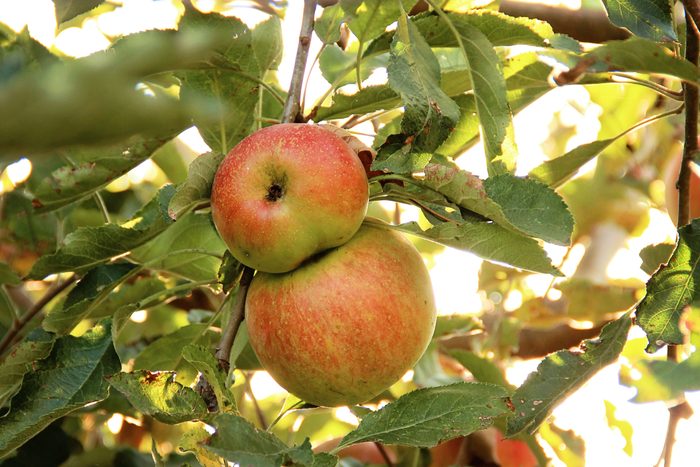 Close-Up Of Apples Growing On Tree
