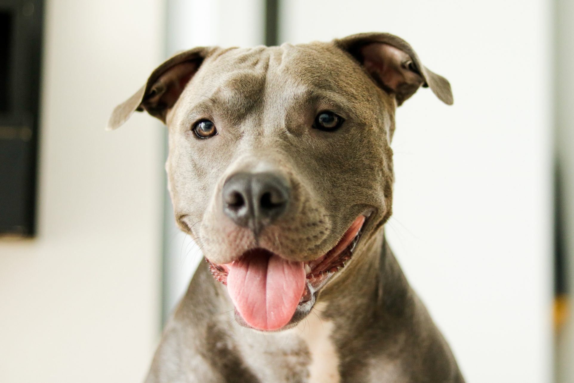 what should i look for in a pitbull puppy