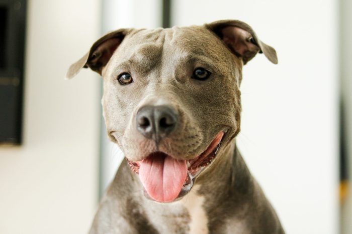 The 12 Cutest Pit Bull Pictures Of 2023 | Pictures Of Pit Bulls