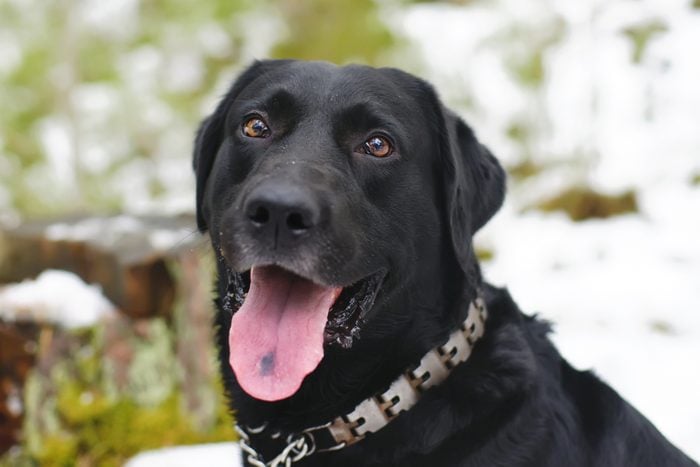 Portrait of black Labrador dog with birthmark on its tongue