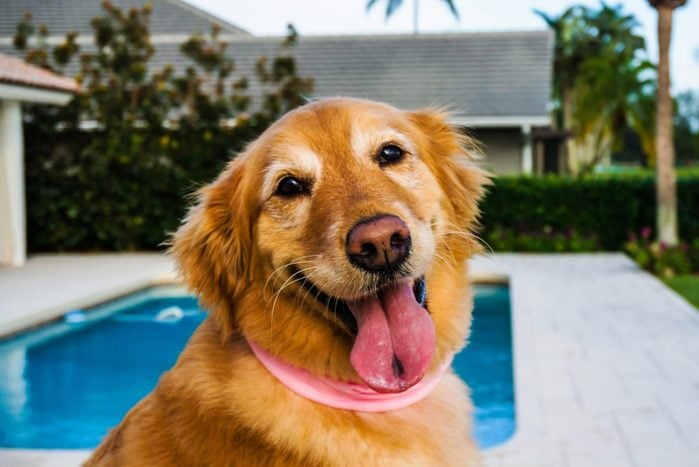 happy old golden retriever dog sticking out tongue