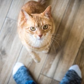 Cat between owner's feet looks up at camera
