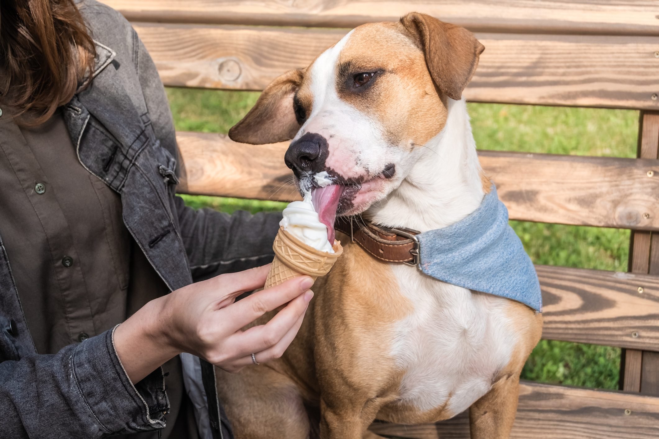 Can Dogs Eat Ice Cream? Here's What the Experts Say