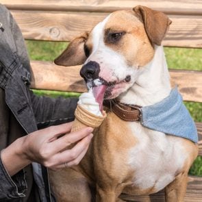 Person feeds vanilla ice cream cone as treat to staffordshire terrier puppy in bandana sitting on bench outdoors