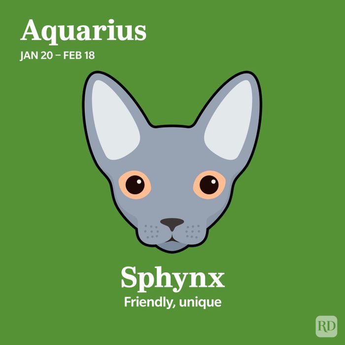 Sphynx Aquarius