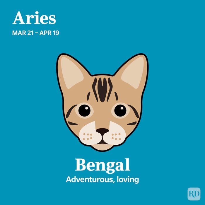 Bengal Aries