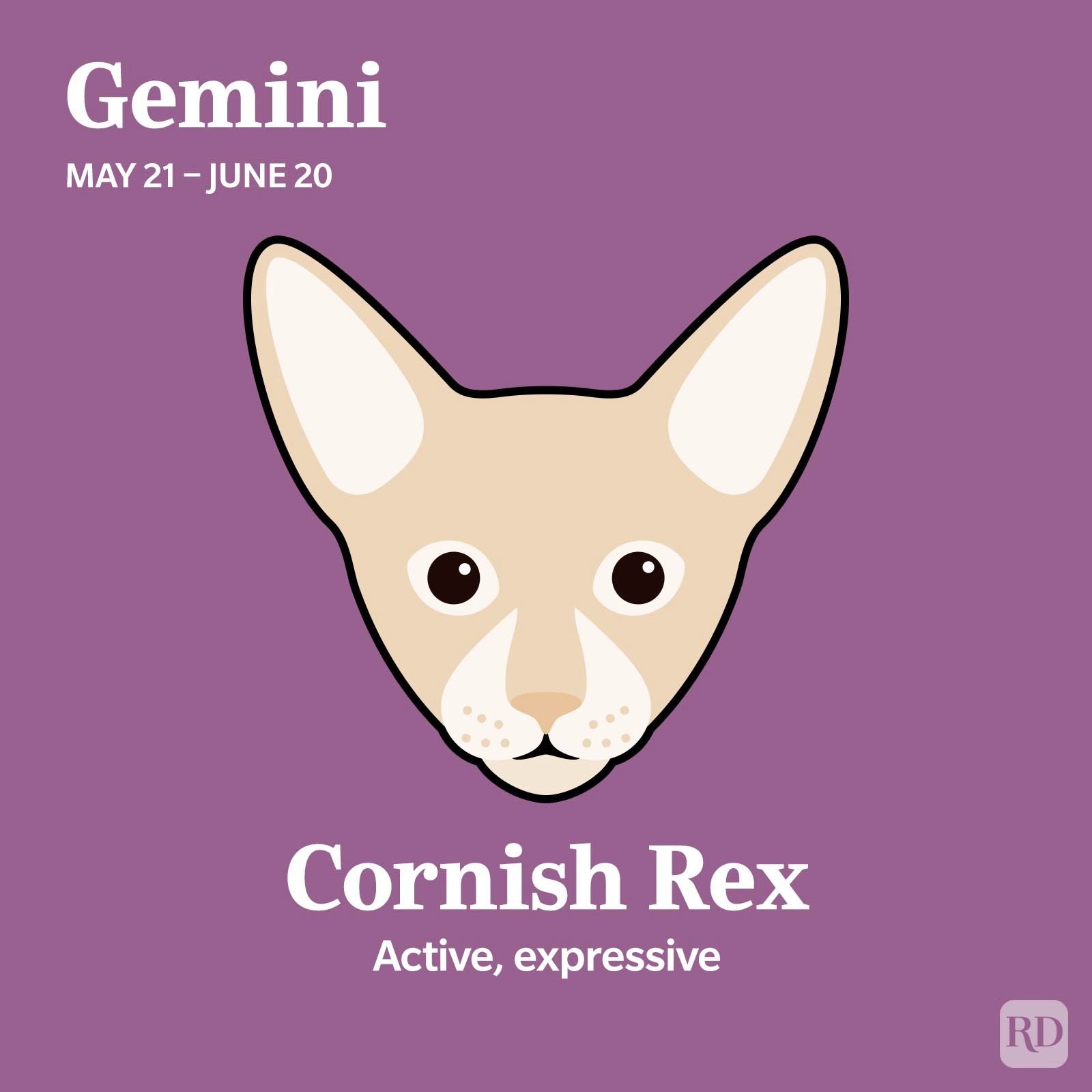 The Cat Breed Most Compatible With Your Zodiac Sign Gemini